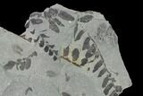 Pennsylvanian Fossil Fern (Neuropteris) Plate - Kentucky #142424-1